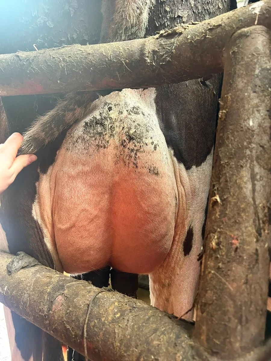 2 calved heifers - Image 1
