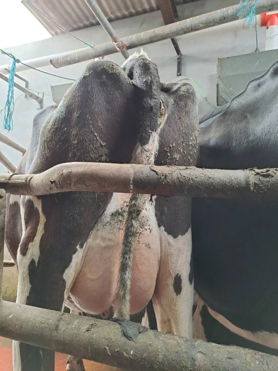 2 calved heifers - Image 2