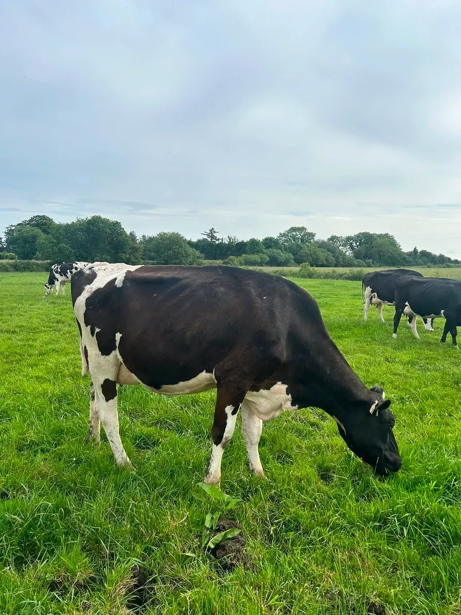 2 calved heifers - Image 3