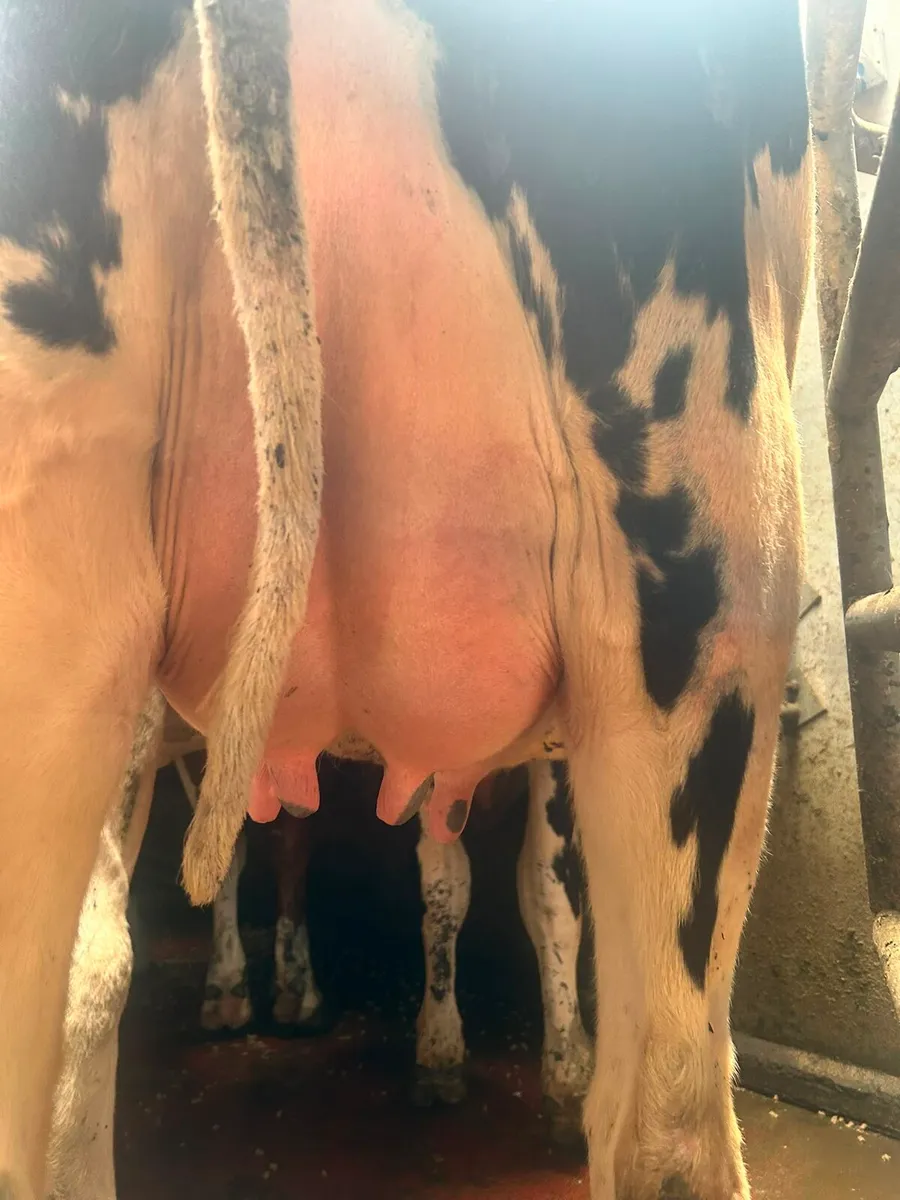 2 calved heifers - Image 4