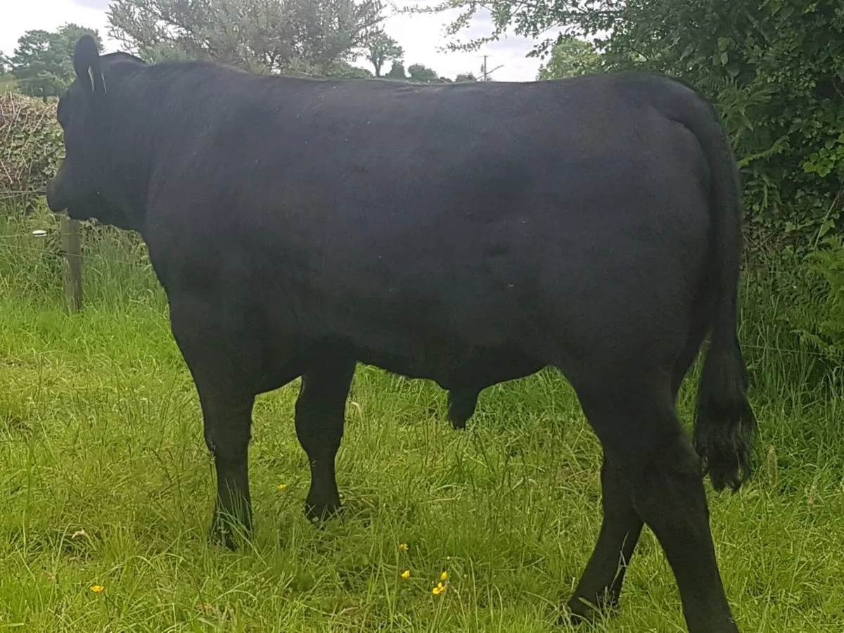 Pedigree angus bull - Image 3