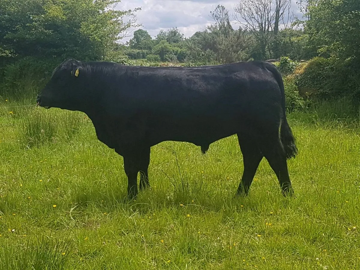 Pedigree angus bull - Image 2