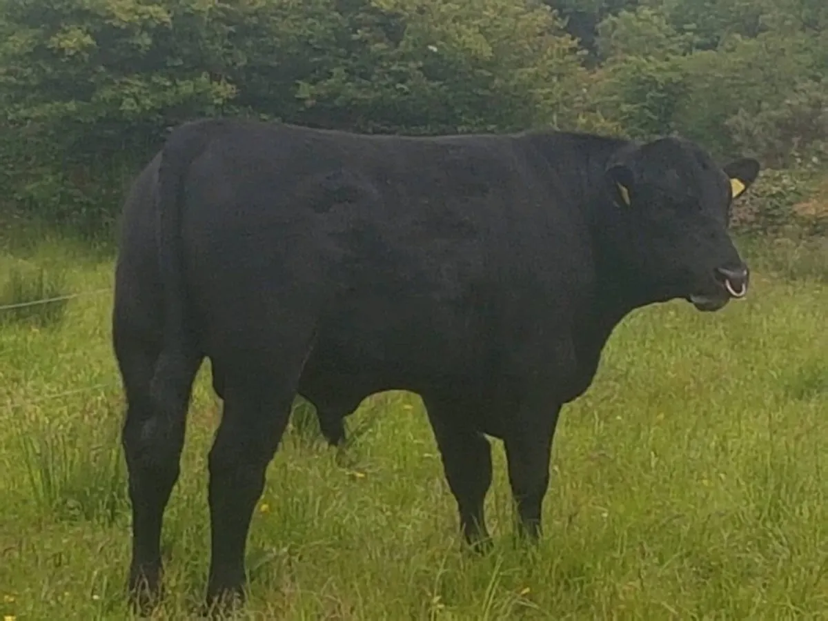Pedigree angus bull - Image 1
