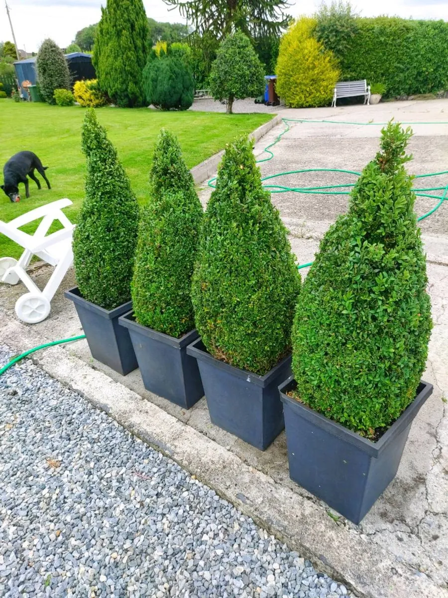 4 x buxus shrubs plants - Image 1