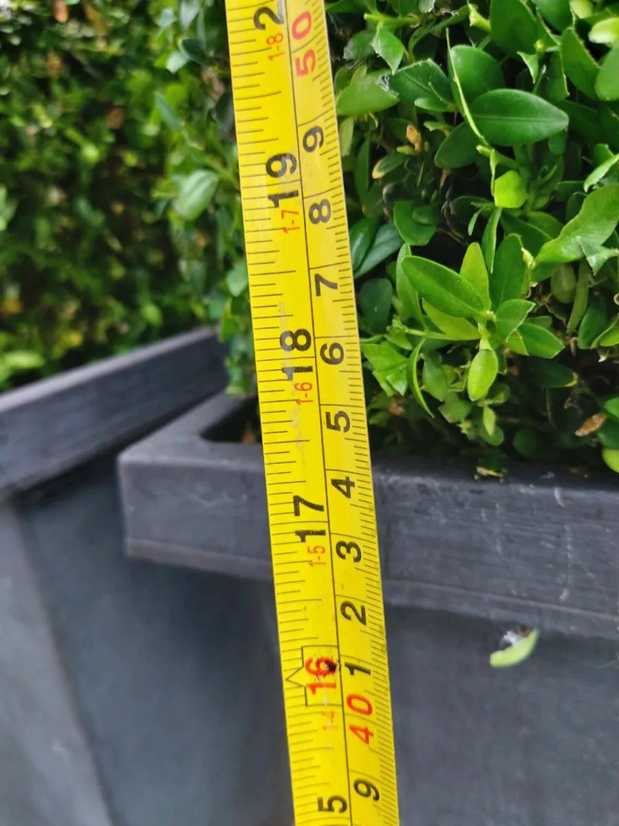 4 x buxus shrubs plants - Image 2