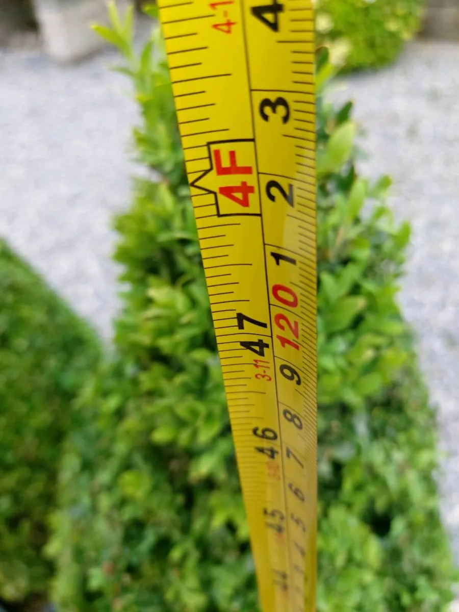 4 x buxus shrubs plants - Image 4