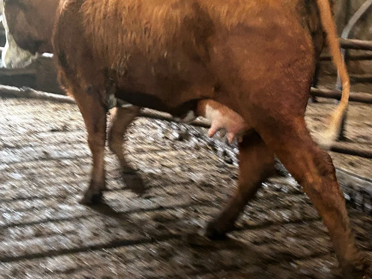 Freshly calved foster heifer with bag of milk - Image 1