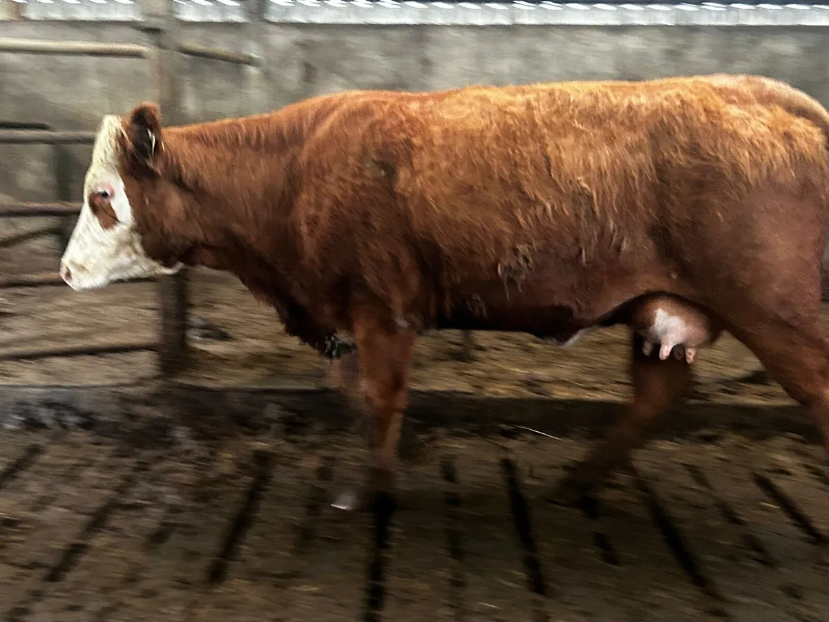 Freshly calved foster heifer with bag of milk - Image 2