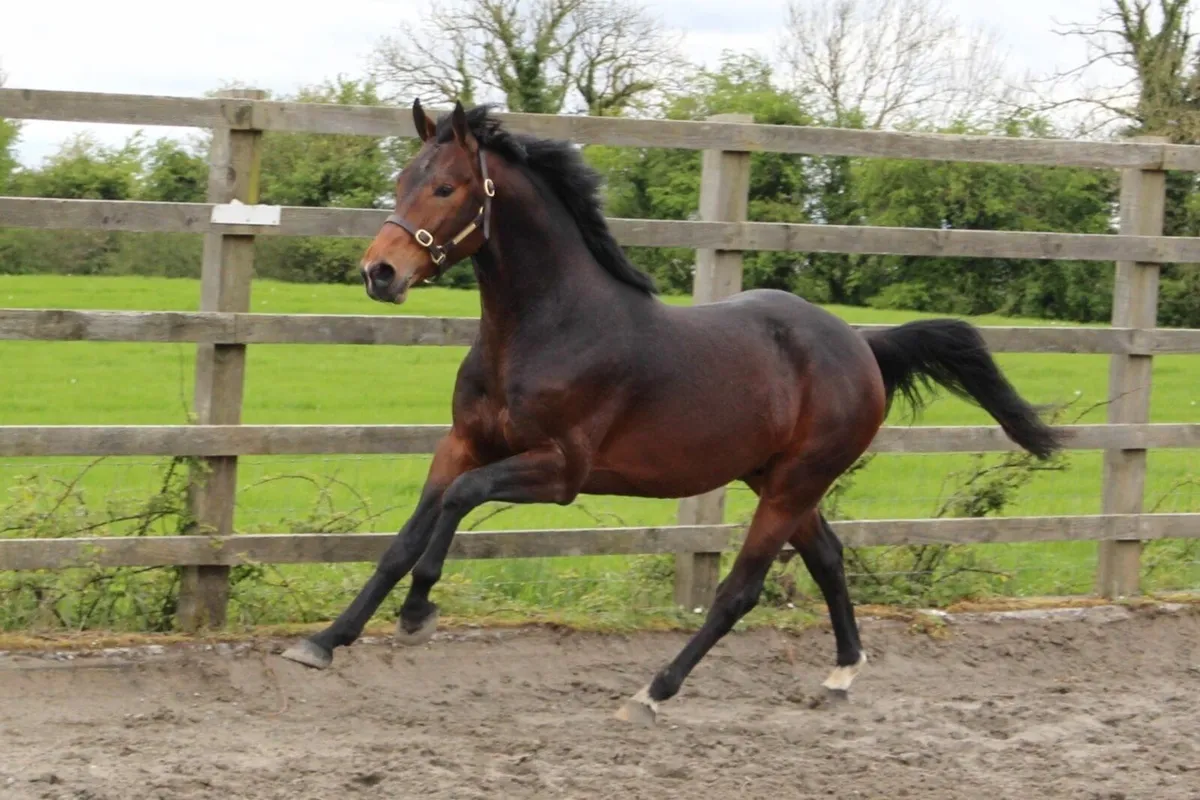 HSF CORNET NABAB - stallion at stud. - Image 3