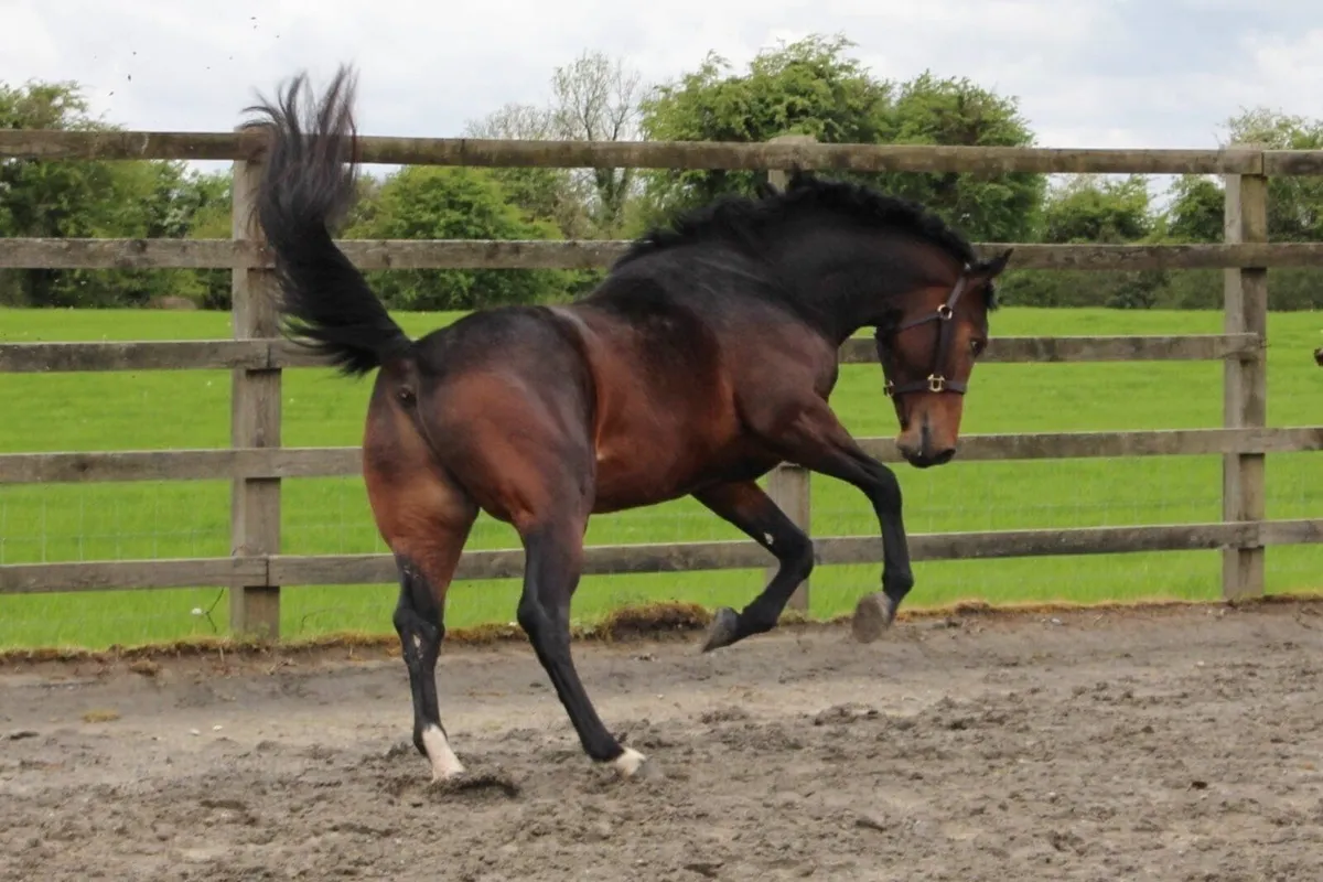 HSF CORNET NABAB - stallion at stud. - Image 4