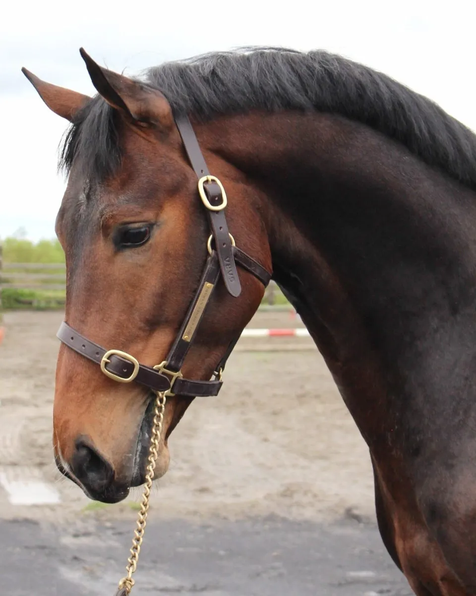 HSF CORNET NABAB - stallion at stud. - Image 1