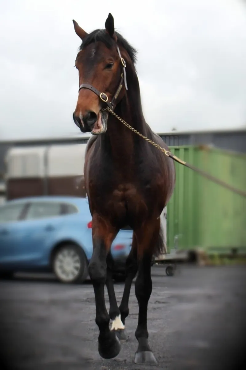 HSF CORNET NABAB - stallion at stud. - Image 2