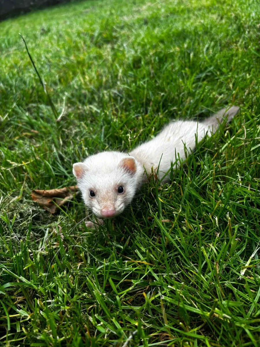Ferrets - Image 1