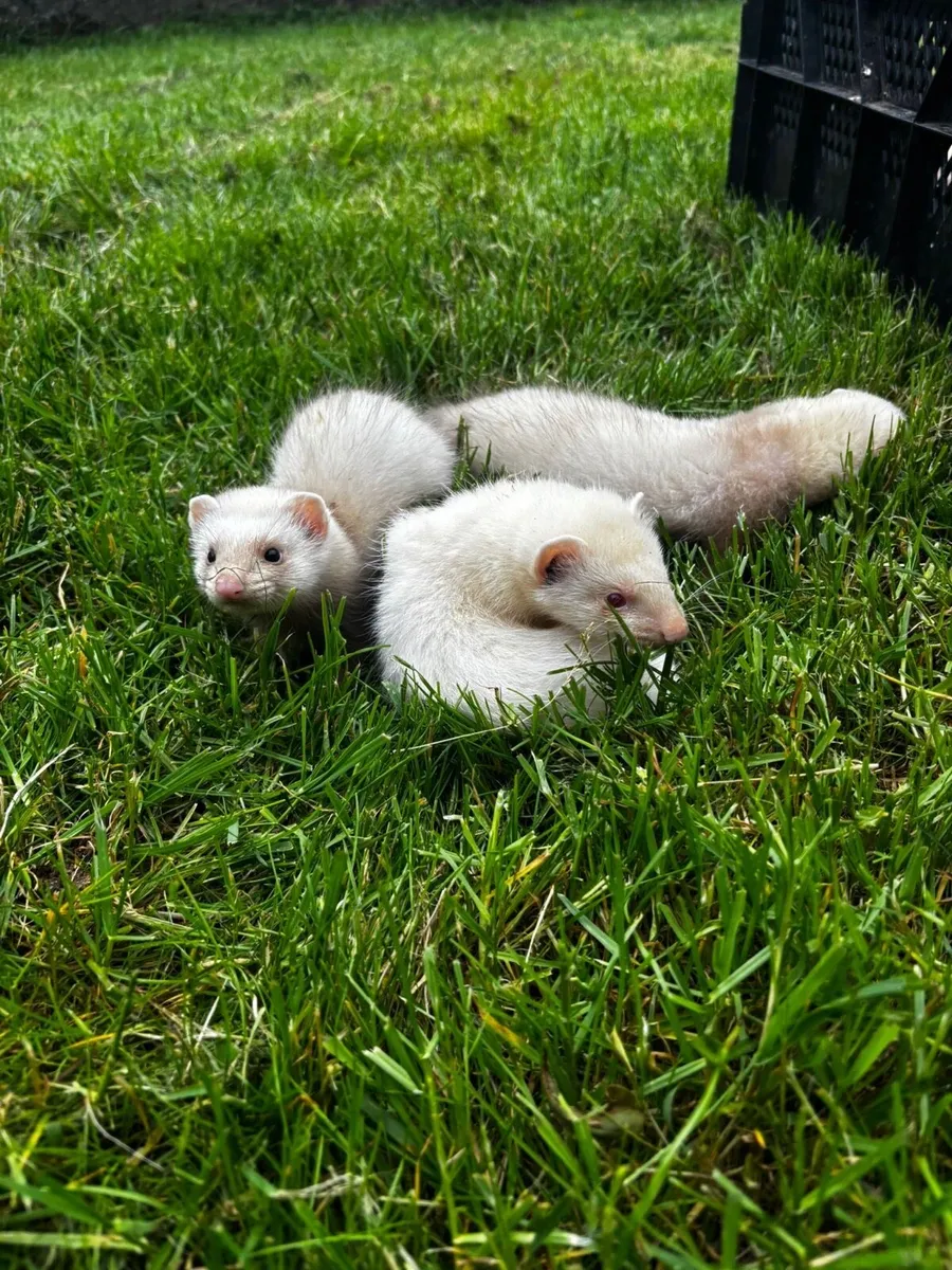 Ferrets - Image 2