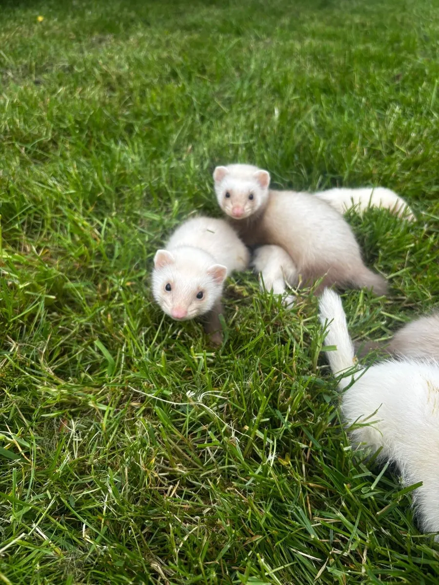 Ferrets - Image 3
