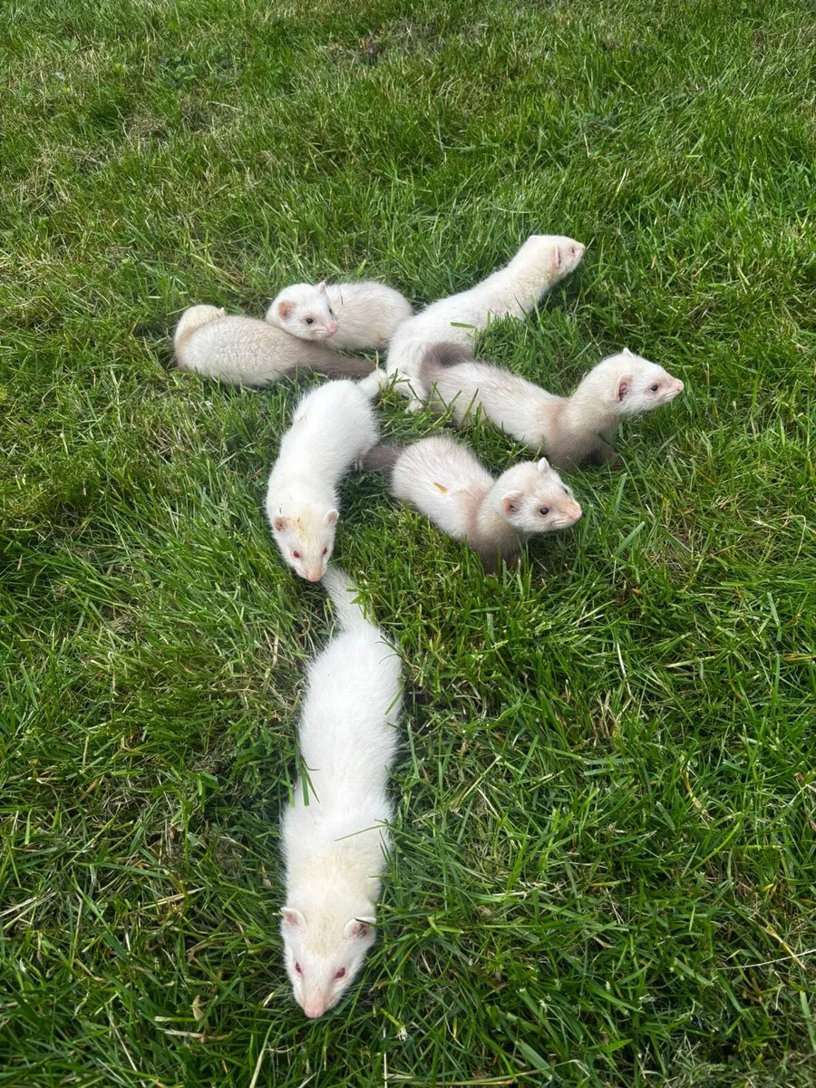 Ferrets - Image 4