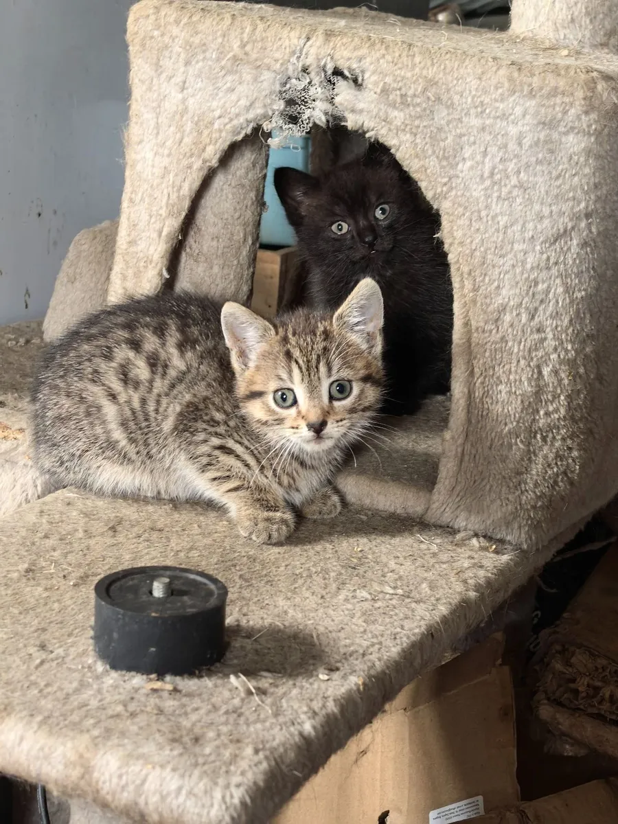 Kittens - Image 1