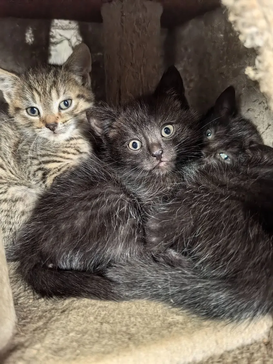 Kittens - Image 2