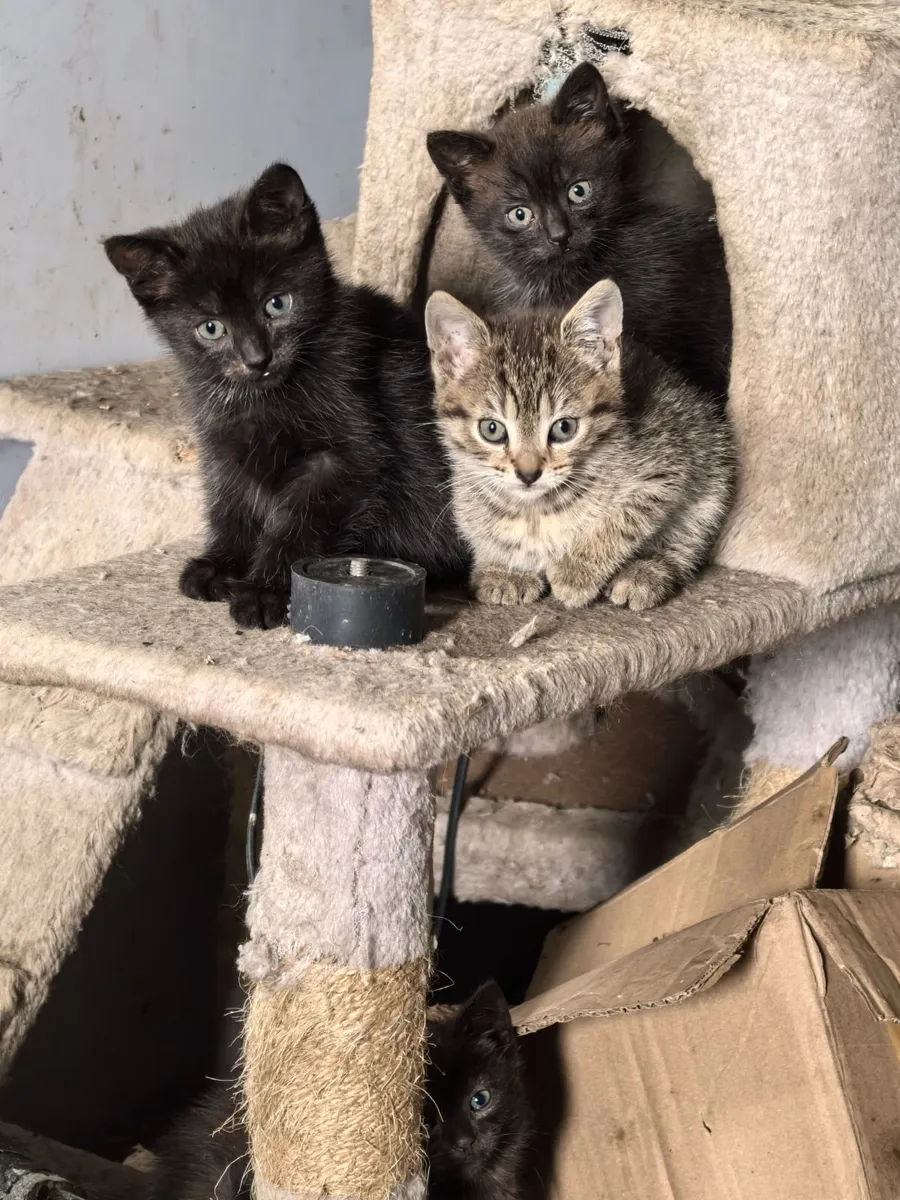 Kittens - Image 3