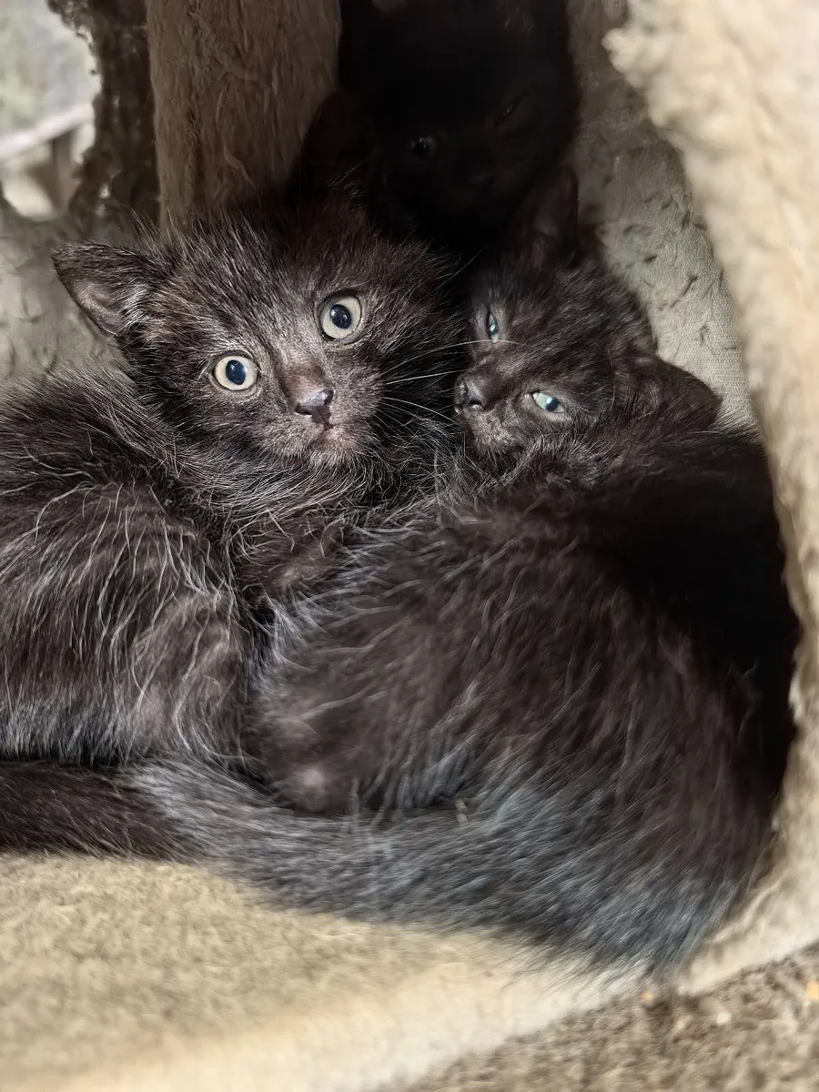 Kittens - Image 4