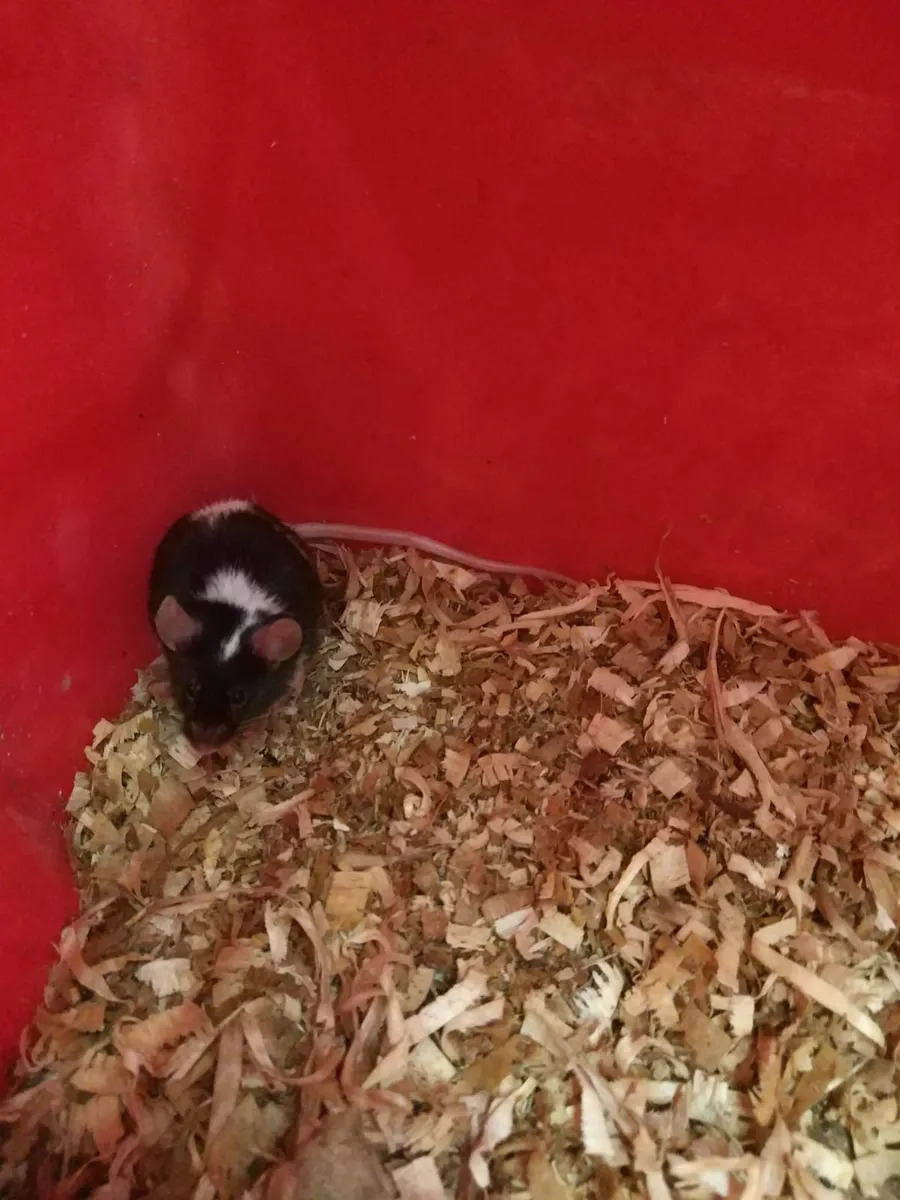 Pet Mice - Image 2