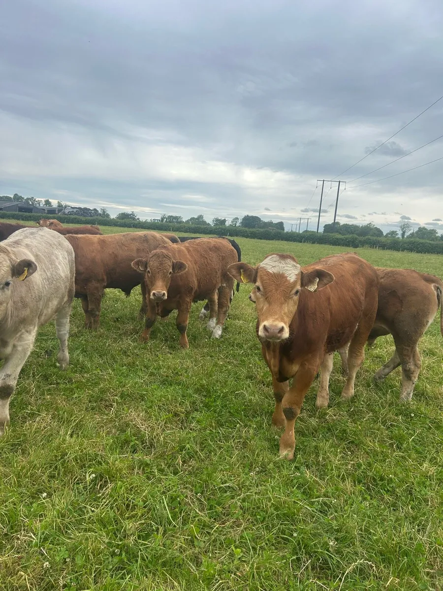 Continental Bullocks - Image 2