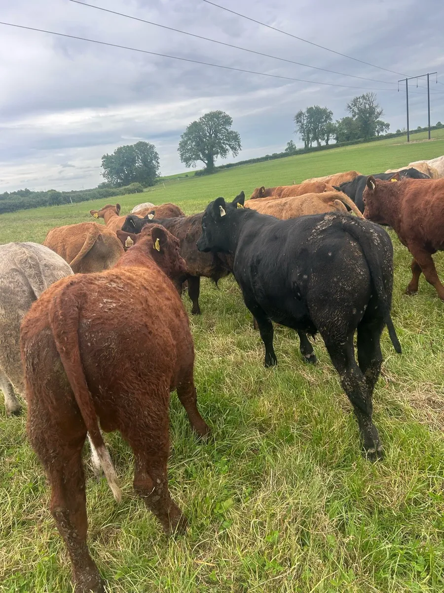 Continental Bullocks - Image 3