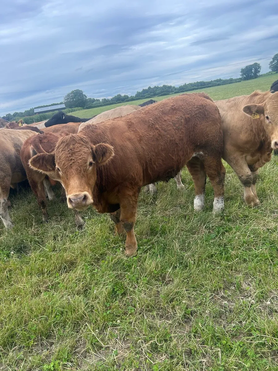 Continental Bullocks - Image 1