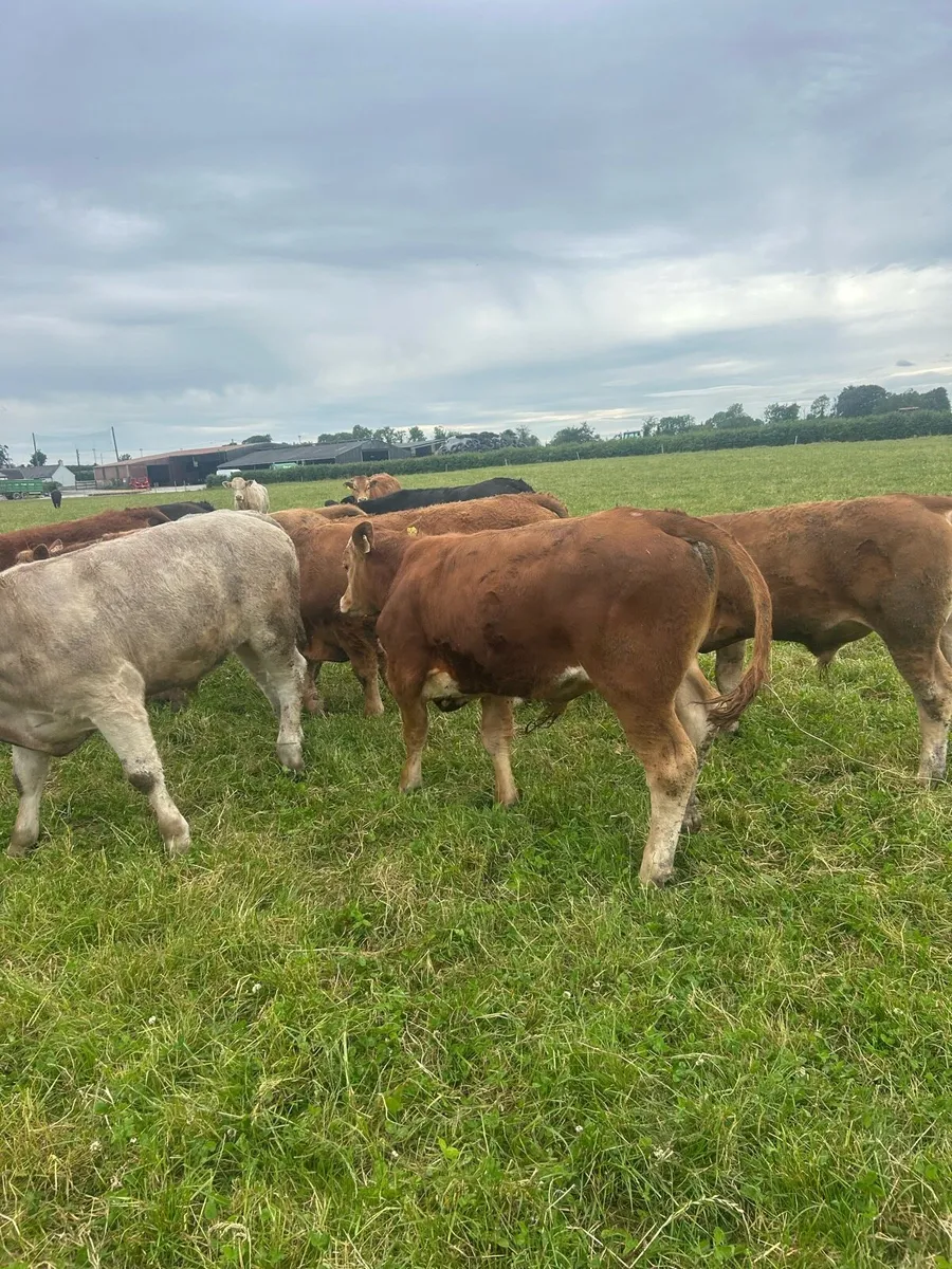 Continental Bullocks - Image 4