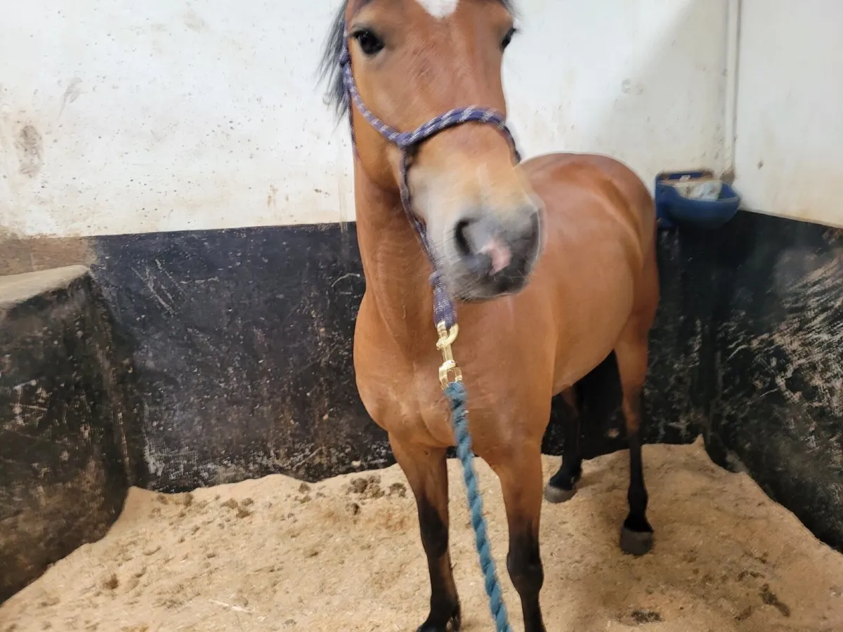 Pony - Image 2