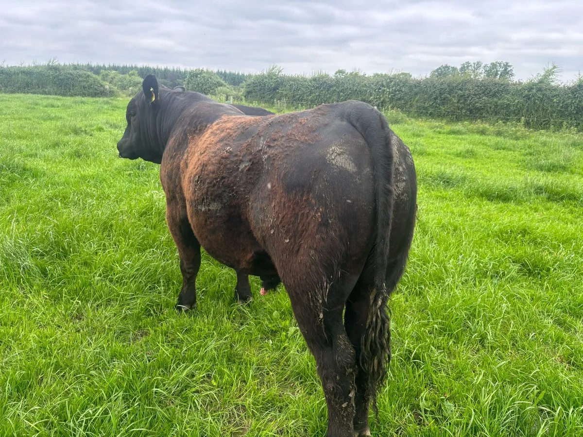 Aberdeen Angus Bull - Image 1