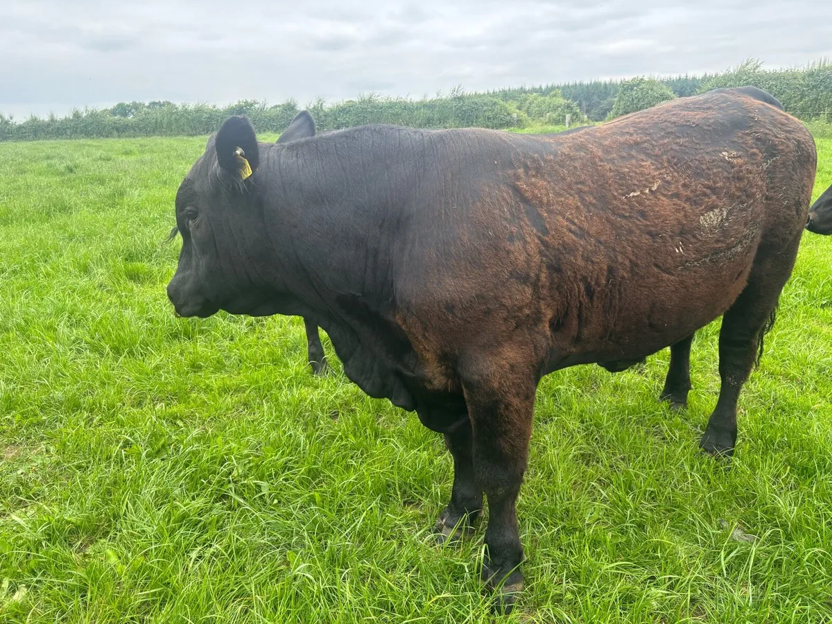 Aberdeen Angus Bull - Image 2
