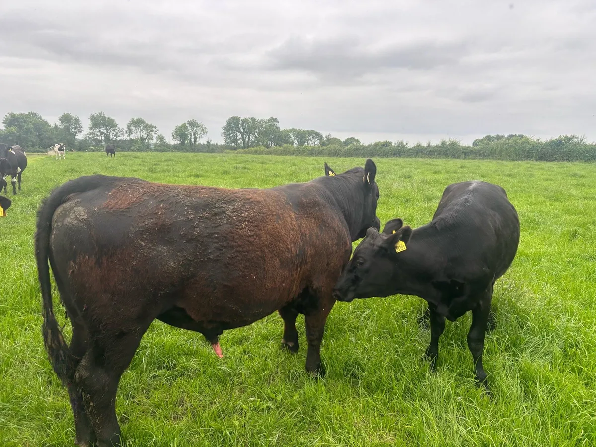 Aberdeen Angus Bull - Image 3