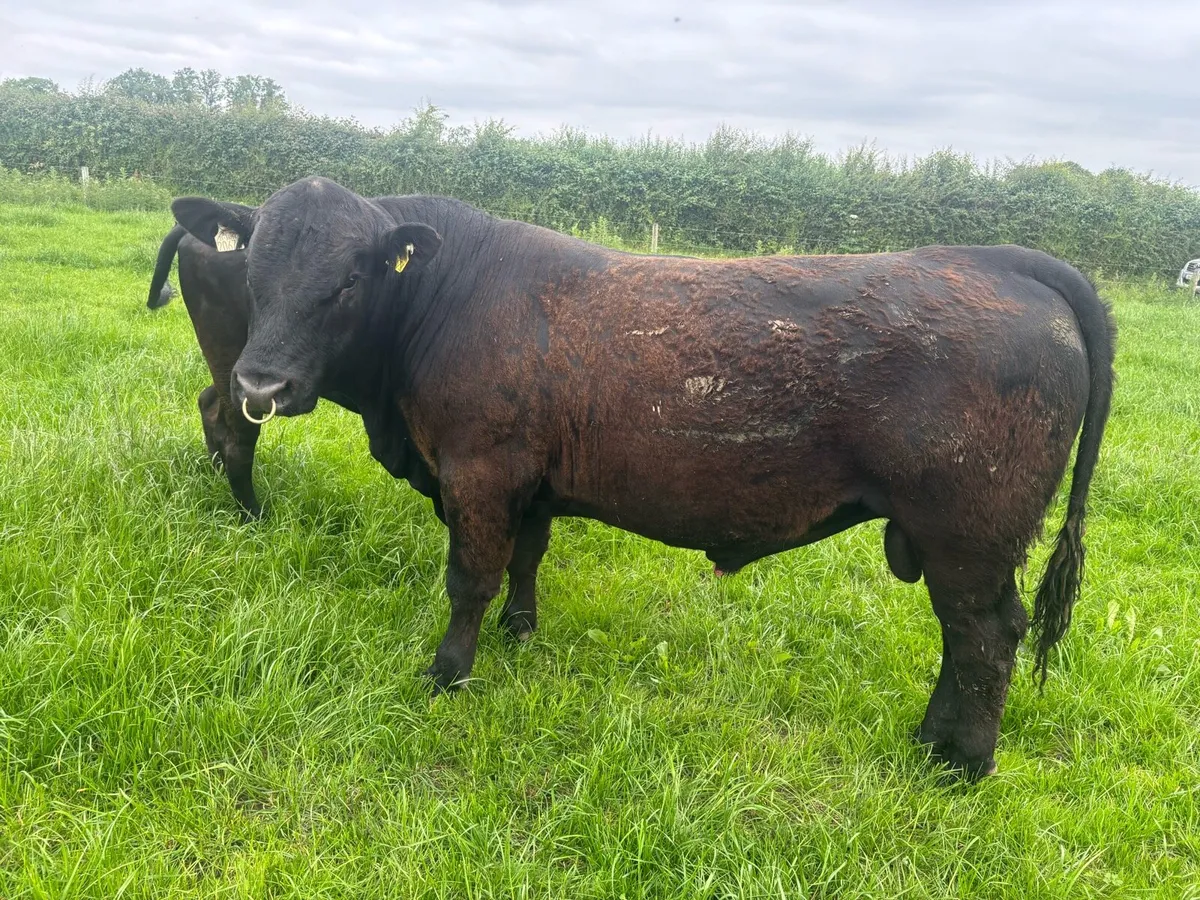 Aberdeen Angus Bull - Image 4