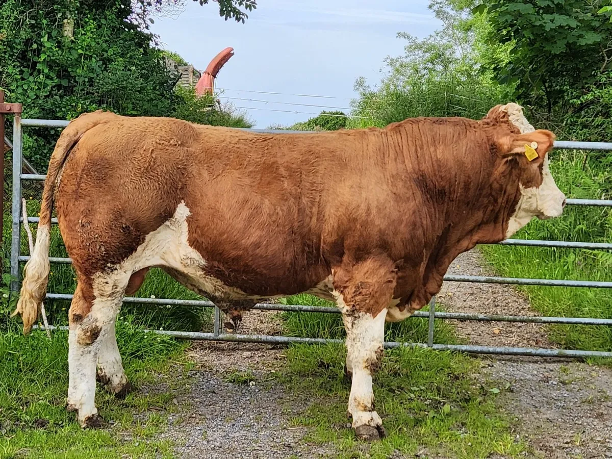 Cattle - Image 4