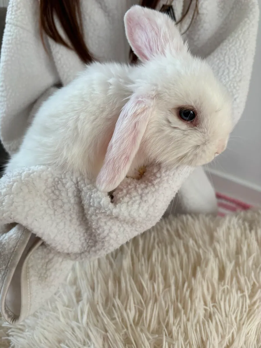 Bunnies - Image 3