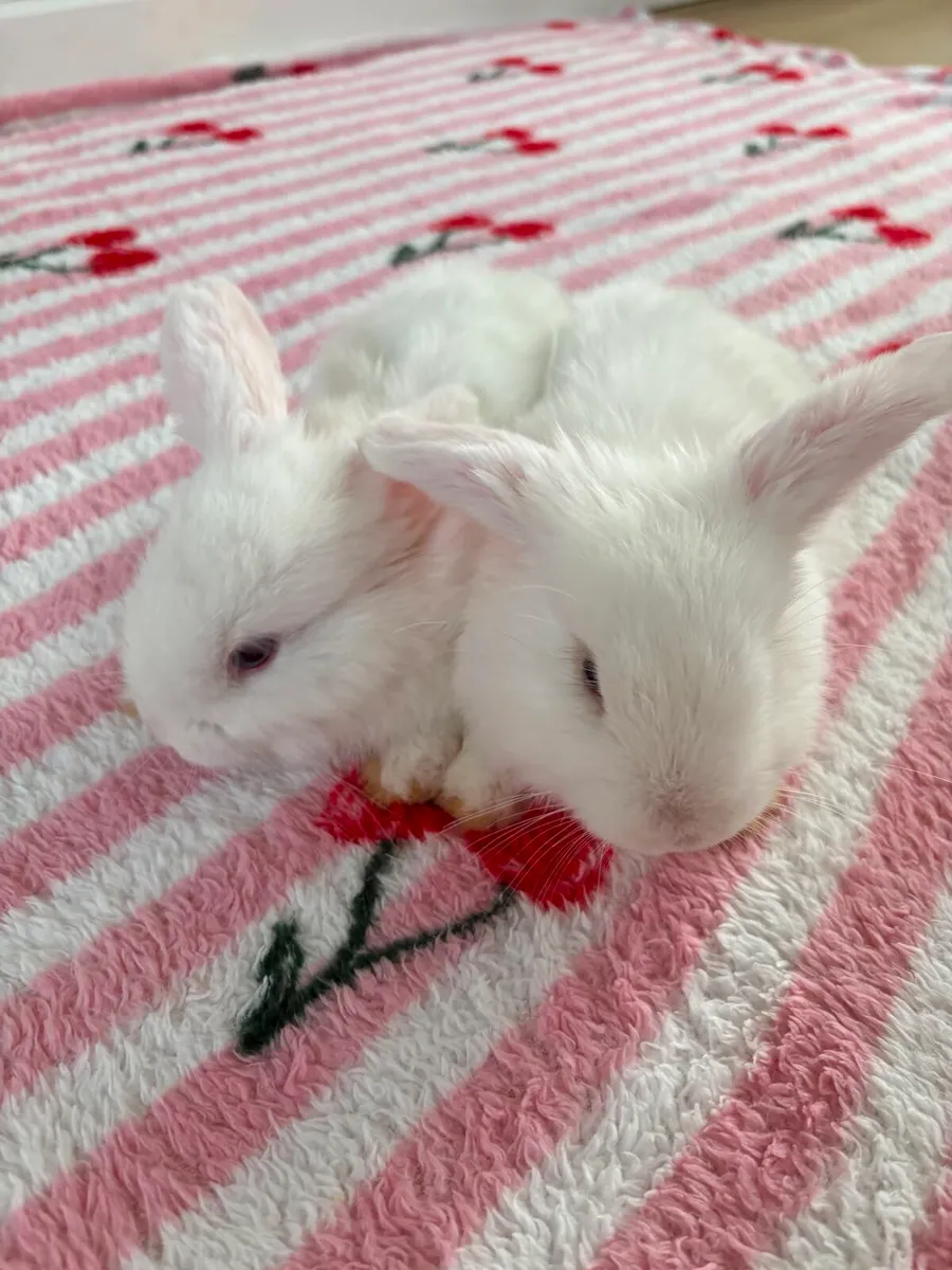 Bunnies - Image 4
