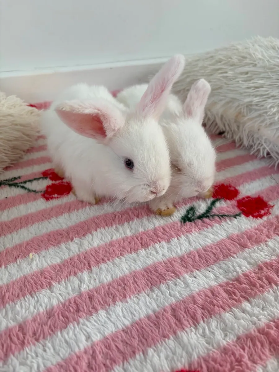 Bunnies - Image 1