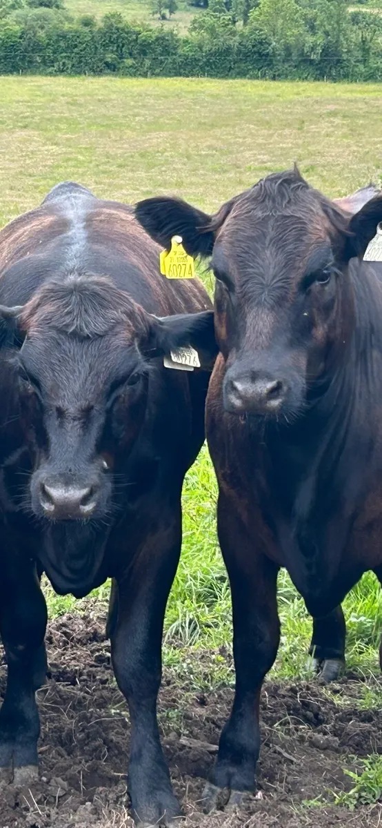Cattle
