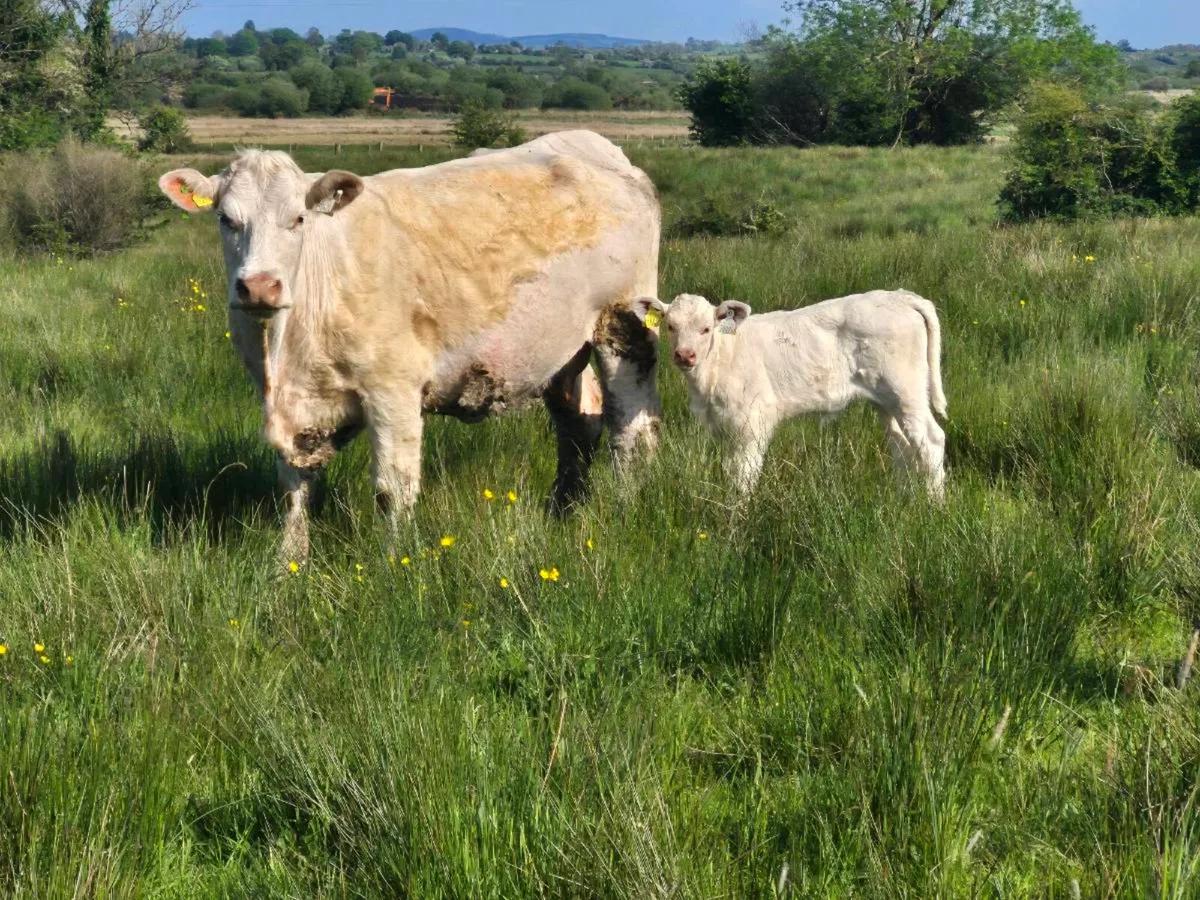 Pedigree CH cow calf at foot - Image 1