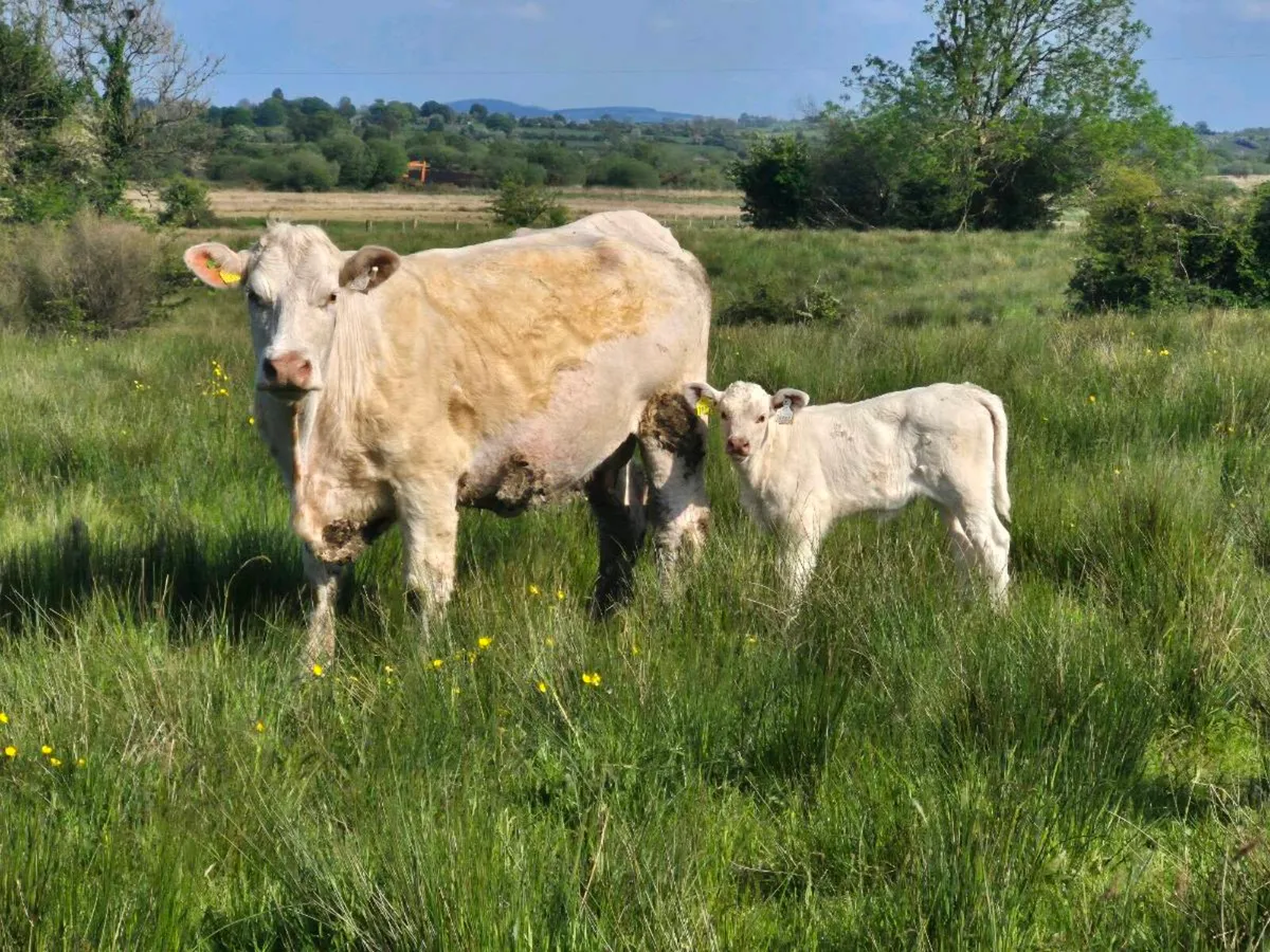Pedigree CH cow calf at foot - Image 3