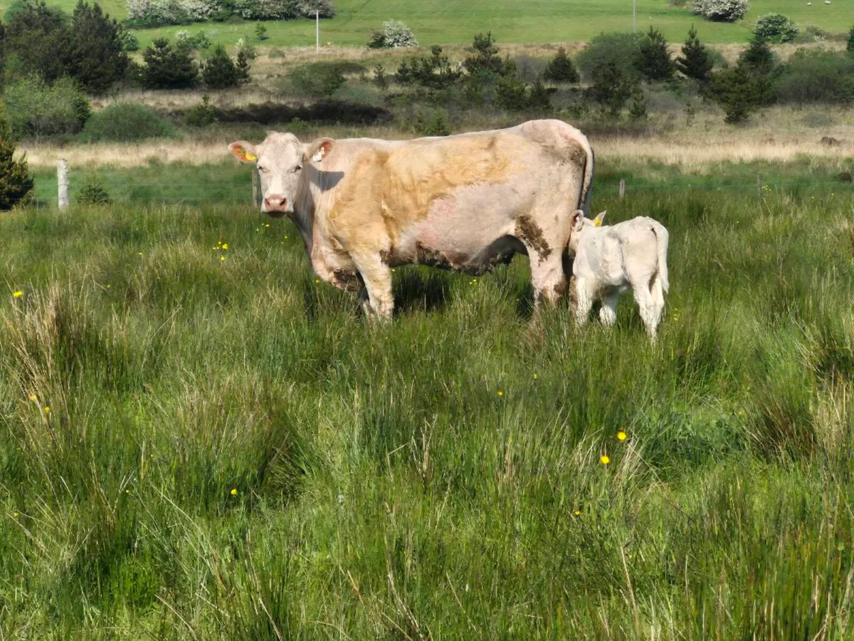 Pedigree CH cow calf at foot - Image 4