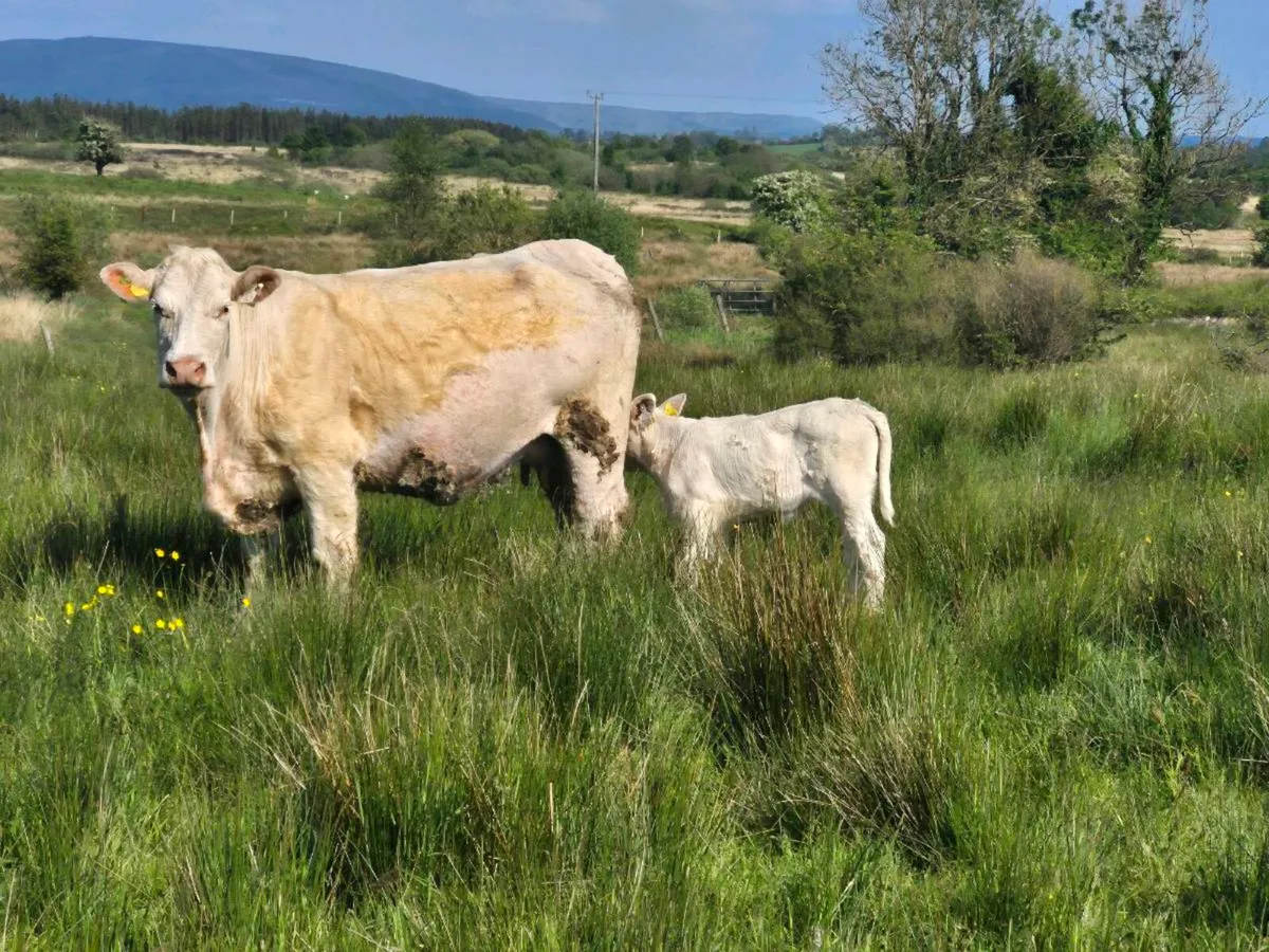Pedigree CH cow calf at foot - Image 2