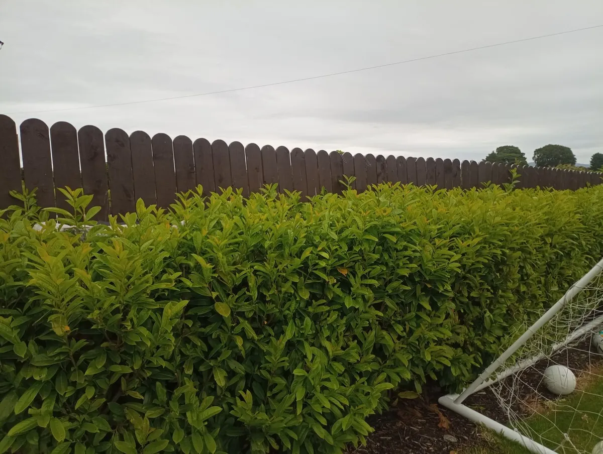 Garden fence 16 Metres in Length - Image 1