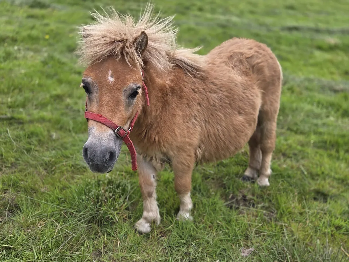 Miniature Stallion - Image 1