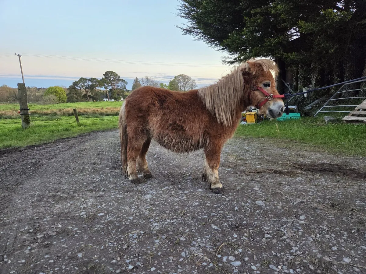 Miniature Stallion - Image 2