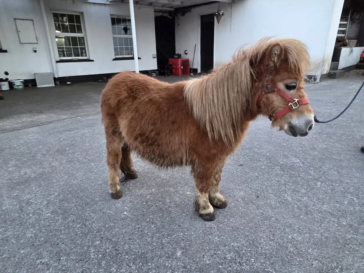 Miniature Stallion - Image 3