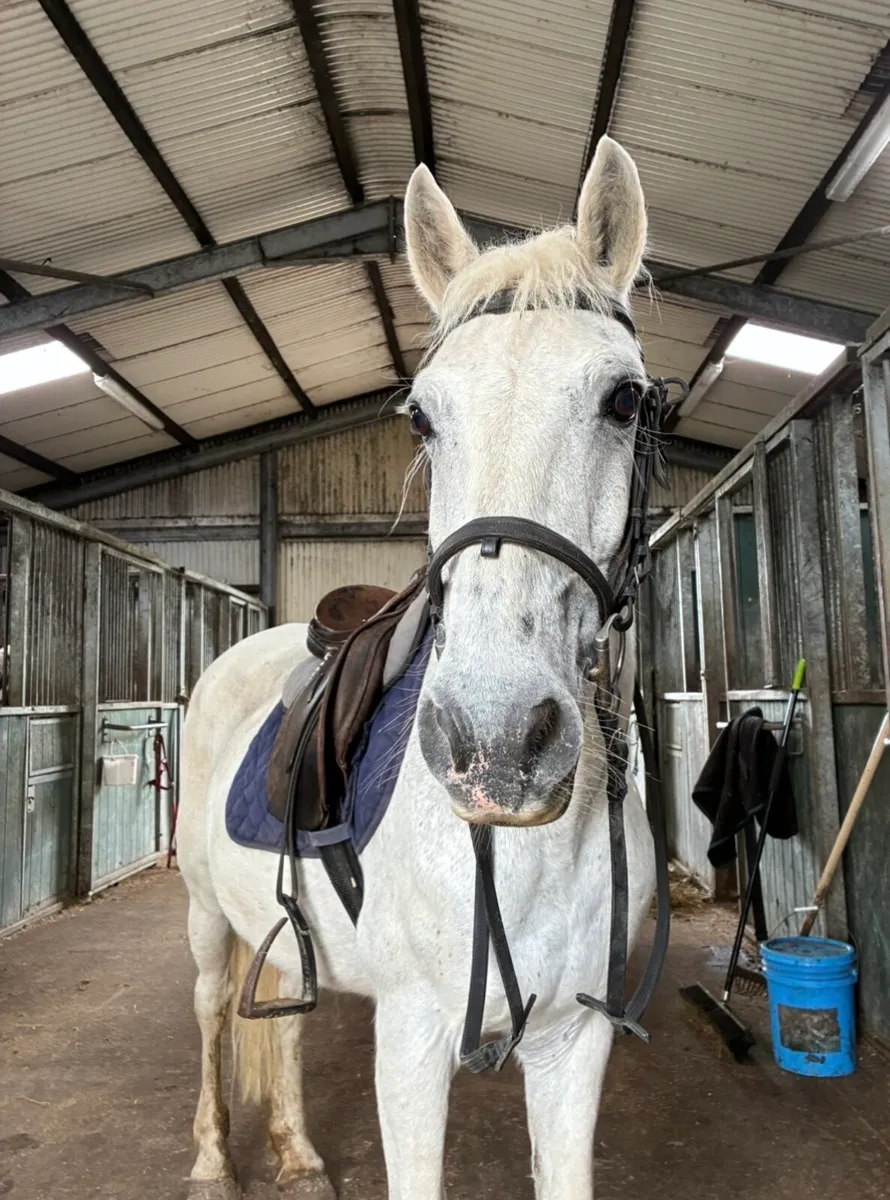14.2 Connemara gelding - Image 2