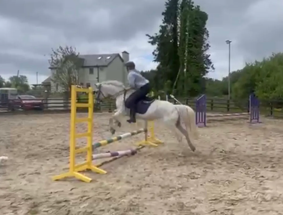 14.2 Connemara gelding - Image 3