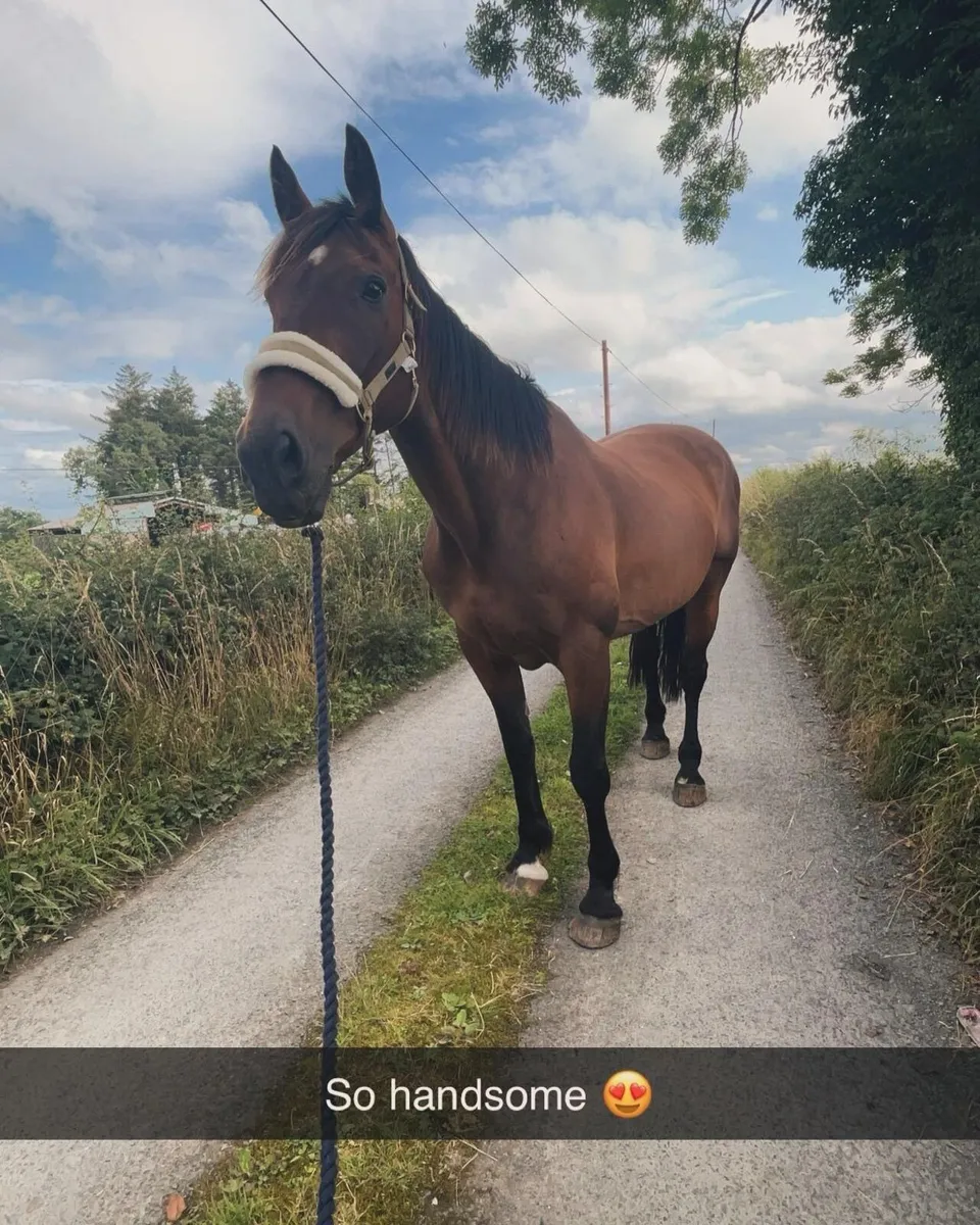 Irish sports horse - Image 1